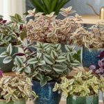 Wandering Jew Varieties