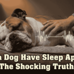 Can a Dog Have Sleep Apnea