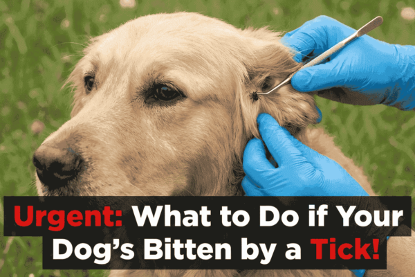 Dog Bit By a Tick