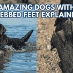 Dogs With Webbed Feet