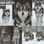 Wolf Looking Dogs