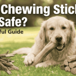 dog chewing sticks is it safe