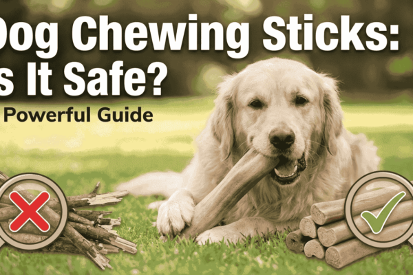 dog chewing sticks is it safe