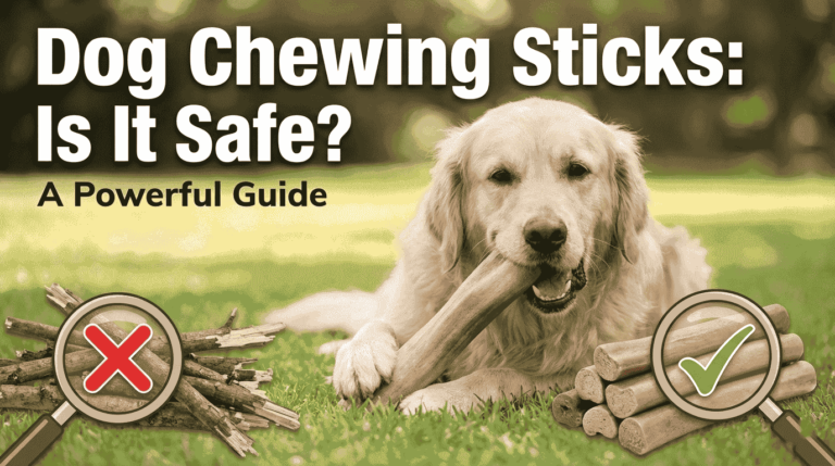 dog chewing sticks is it safe
