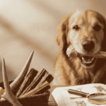 natural chew toys for dogs