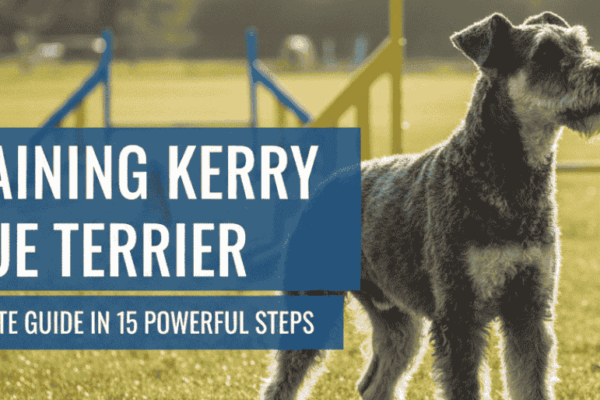 Training Kerry Blue Terrier