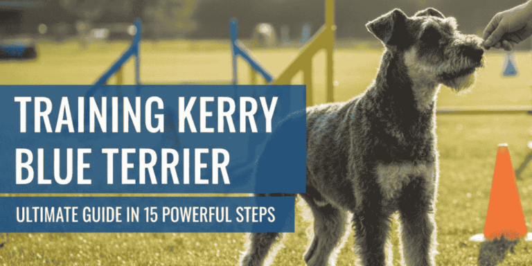 Training Kerry Blue Terrier