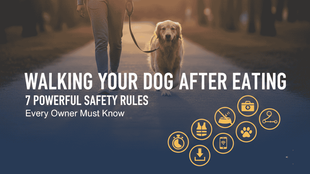 Walking a Dog After Eating