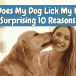 Why Does My Dog Lick My Face