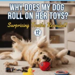 Why Does My Dog Roll on Her Toys
