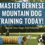 bernese mountain dog training
