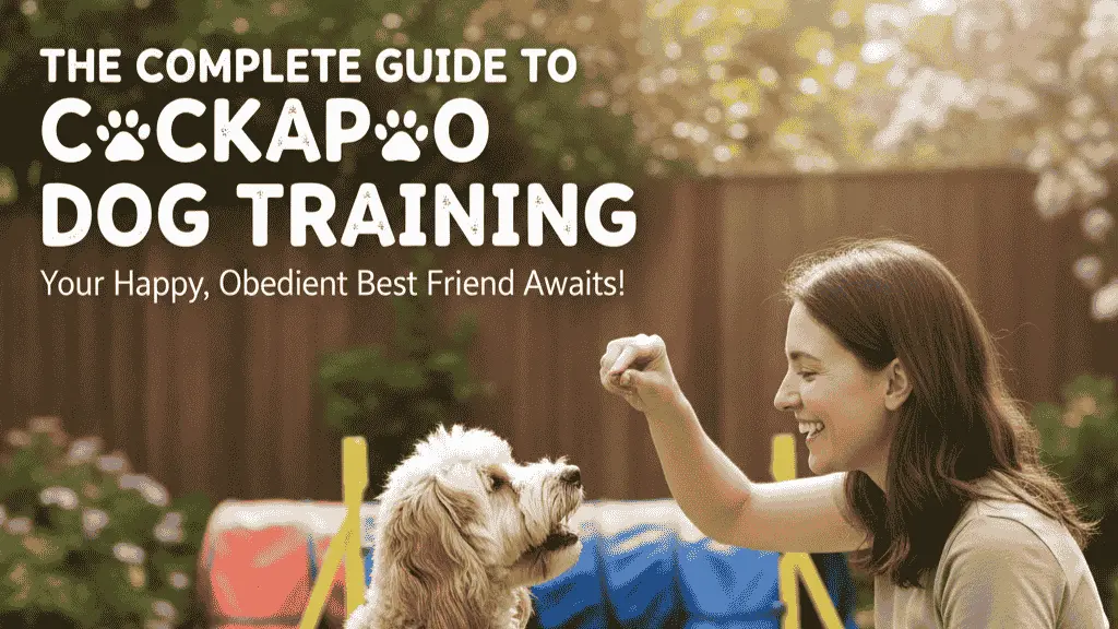 cockapoo dog training