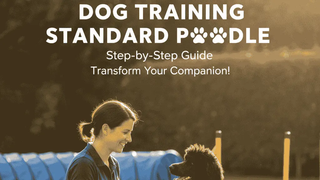 dog training standard poodle