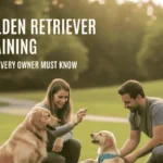 training of golden retriever